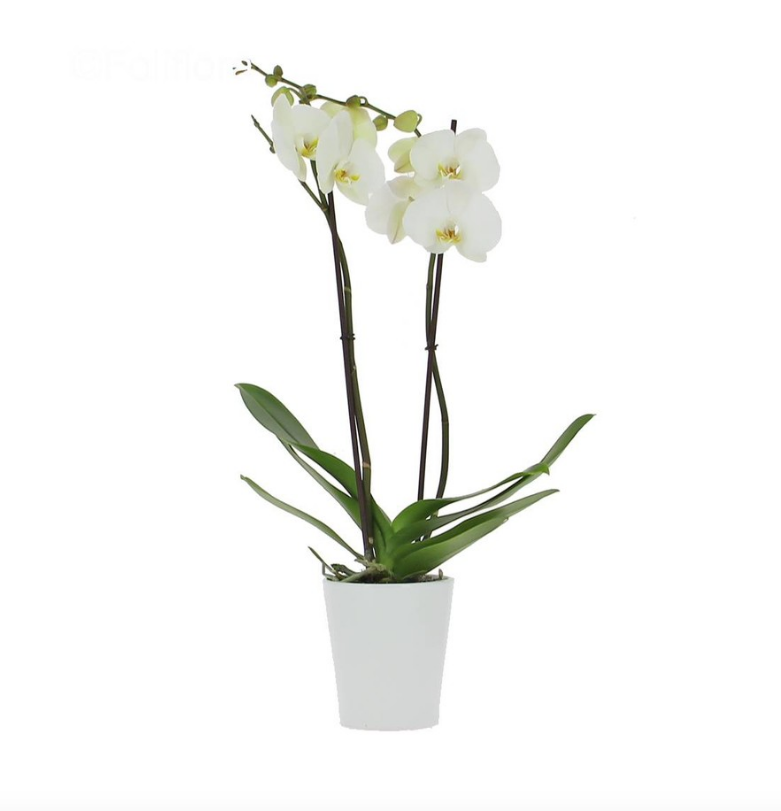 Orchidée Blanche(Phalaenopsis) 2 tiges avec cache pot – Donaliflor
